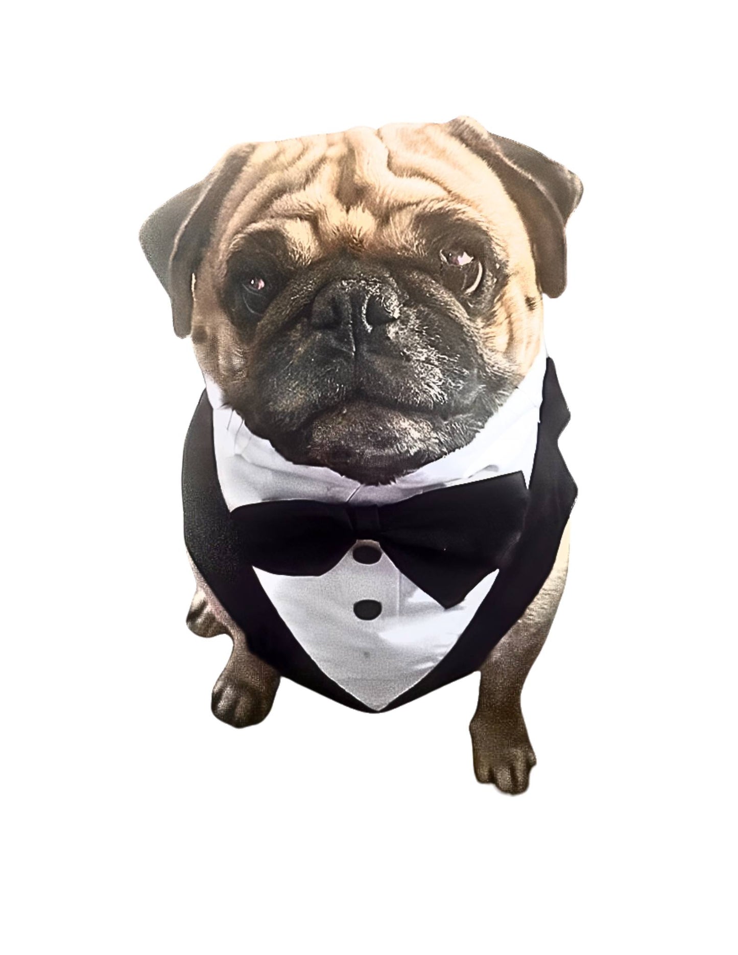 Puppy Tuxedo | Suitable Collection.